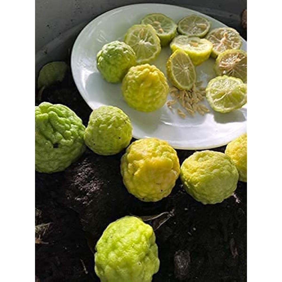 Kaffir Lime Seeds – up to 50%