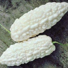 White Bitter Gourd Seeds