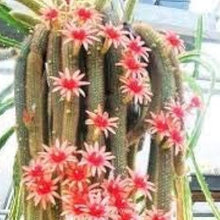 Monkey Tail Cactus Seeds
