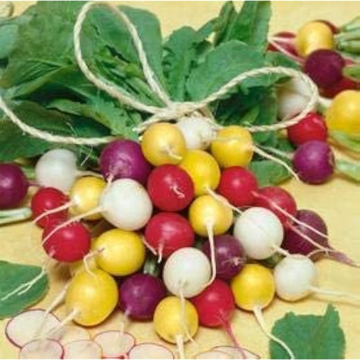 Yellow Radish Seeds