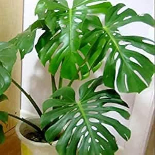 Swiss Cheese Plant Seeds