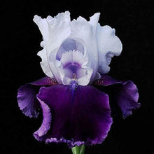 Bearded Iris Flower Seeds