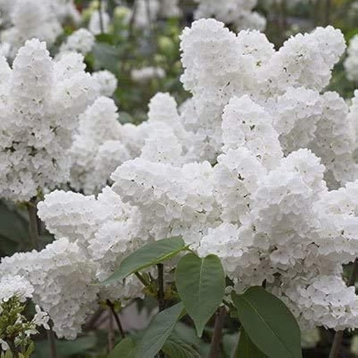 White Japanese Lilac Seeds