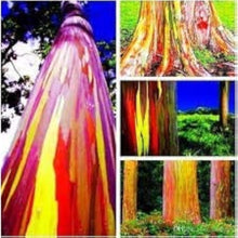 Rainbow Eucalyptus Seeds
