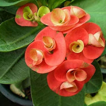 Crown of Thorns Seeds