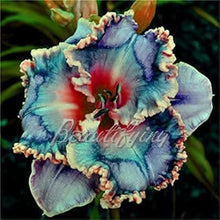 Hybrid Daylily Seeds