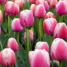 Pink Tulip Flower Seeds