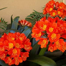 Kaffir Lily Flower Seeds