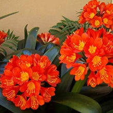 Kaffir Lily Flower Seeds