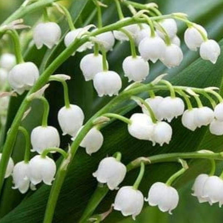 Lily of the Valley Seeds