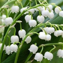 Lily of the Valley Seeds