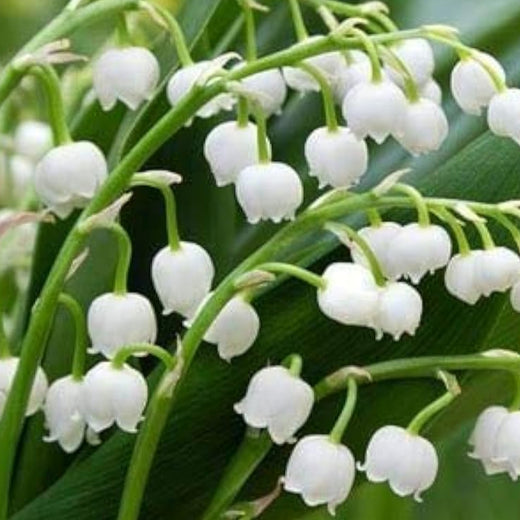 Lily of the Valley Seeds
