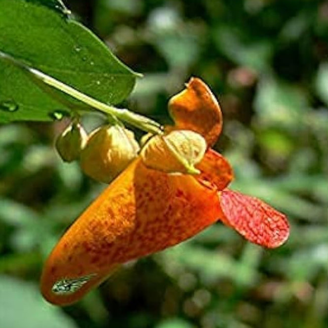 Yellow Jewelweed Plant Seeds up to 50%