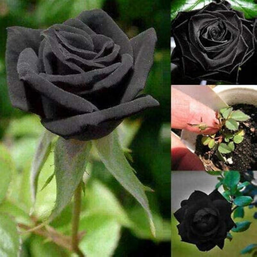 Black Rose Seeds