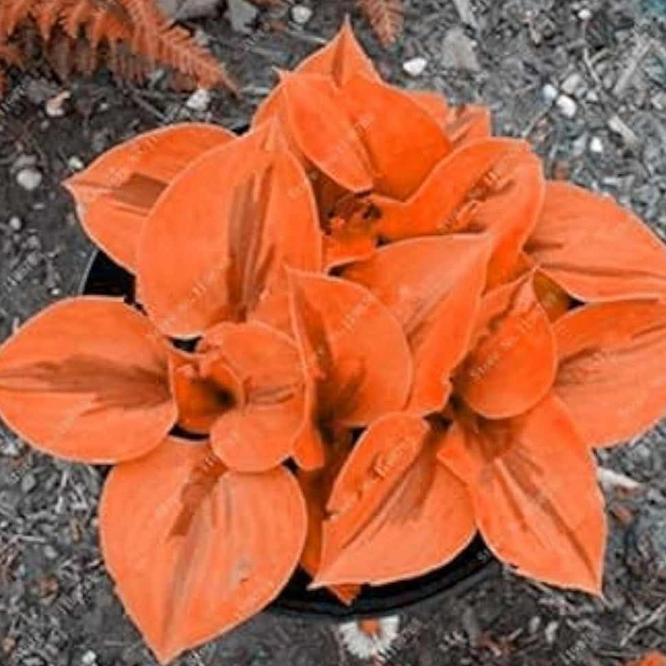 Hosta Seeds ¨C up to 50%34