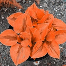 Hosta Seeds - Mixed
