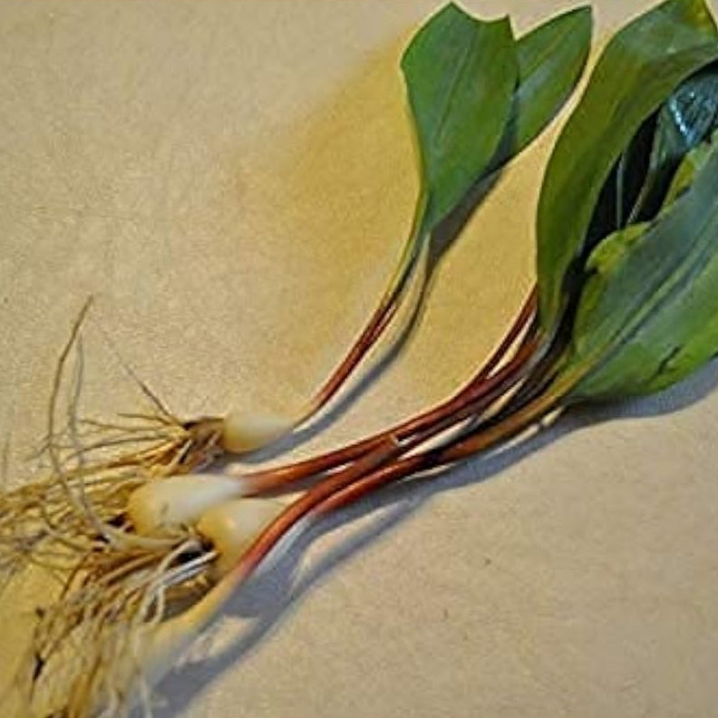 Allium Ursinum Seeds – Wild Garlic (Bear’s Garlic) | up to 50%