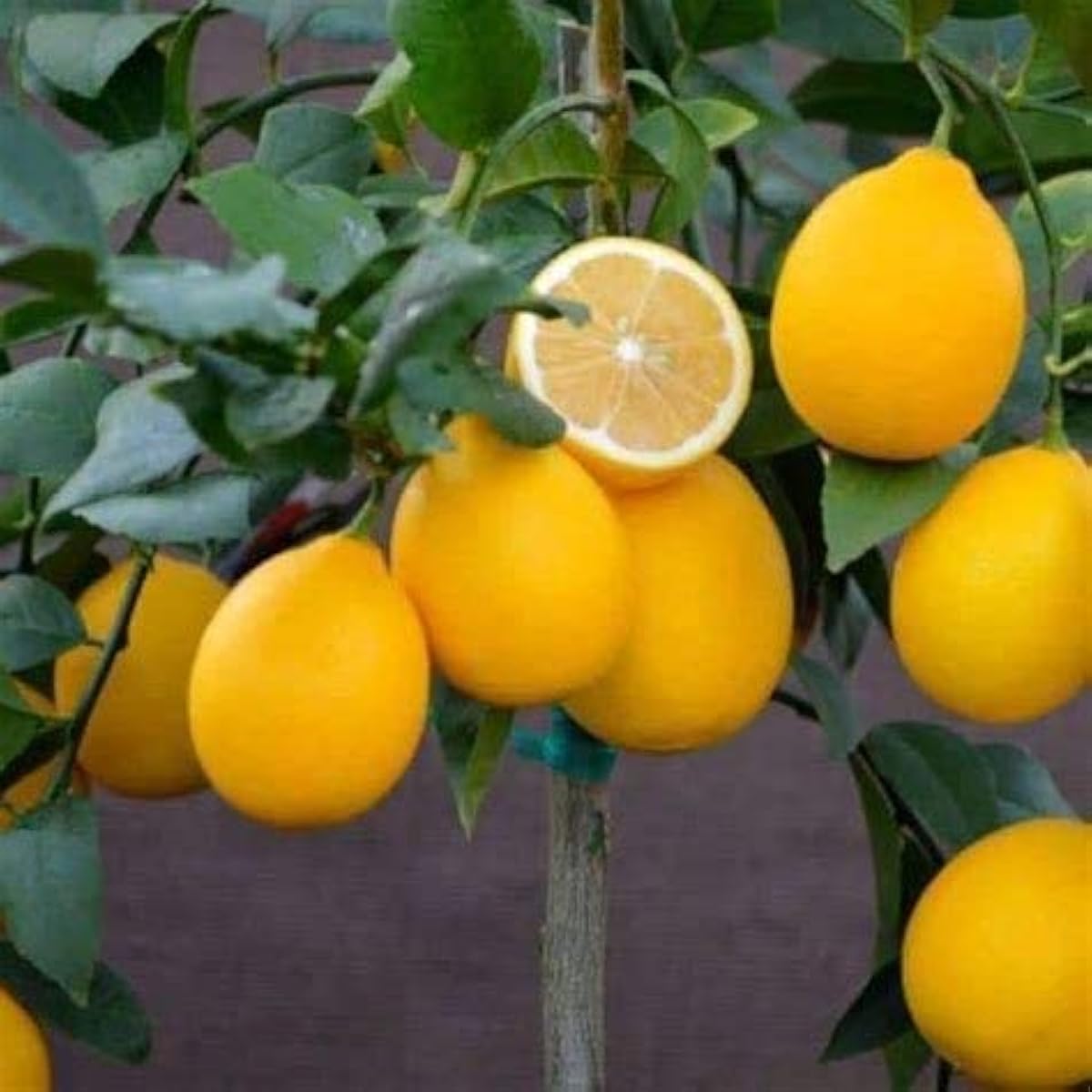 Dwarf Meyer Lemon Seeds up to 50%