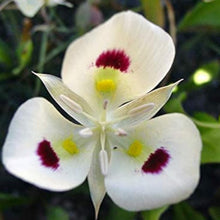 Sego Lily Flower Seeds