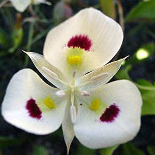 Sego Lily Flower Seeds
