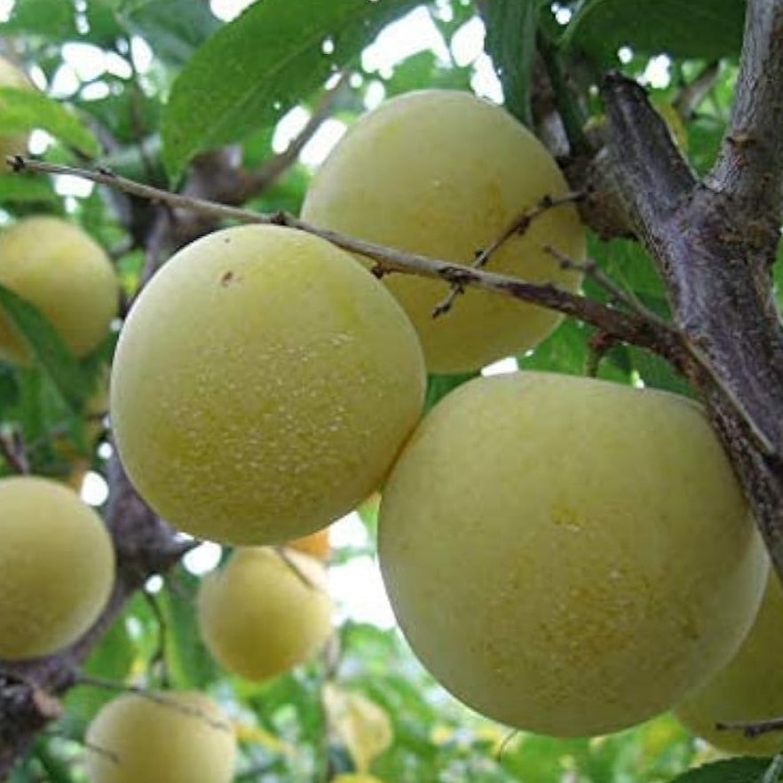Mirabelle Plum Tree Seeds up to 50%