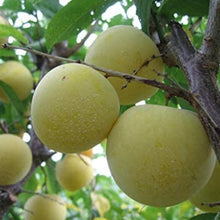 Mirabelle Plum Tree Seeds