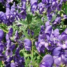 Monkshood Seeds