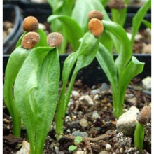 Mandragora Seeds