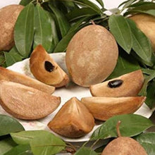 Sapodilla Seeds