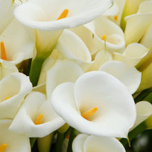 Calla Lily Seeds