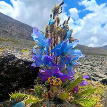 Himalayan Blue Poppy Seeds