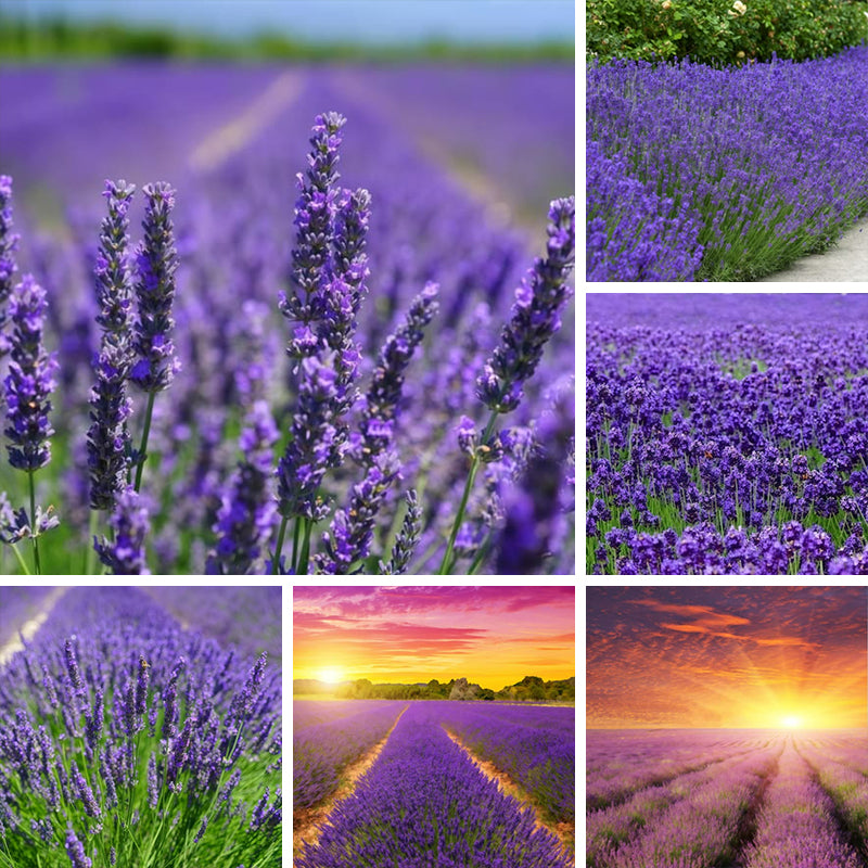 Lavender Seeds