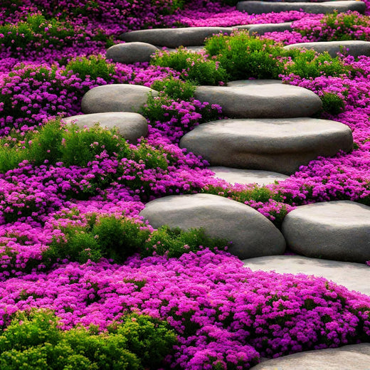 Creeping Thyme Seeds Red Beautiful Ground Cover