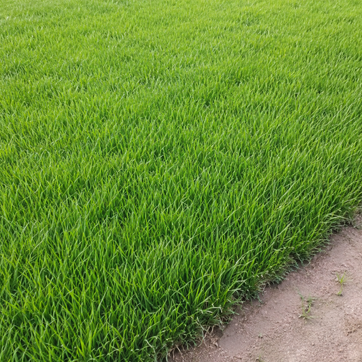 Red Panther Grass Seed