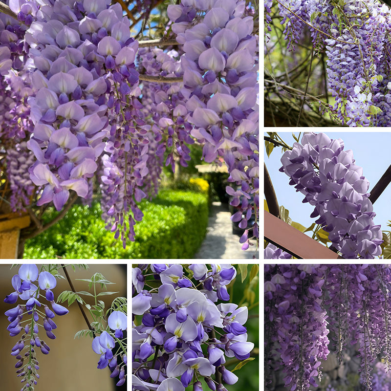 Wisteria Seeds