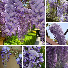 Wisteria Seeds