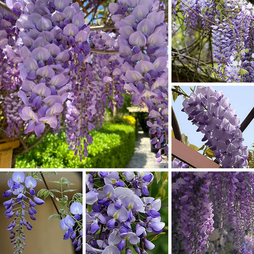 Wisteria Seeds