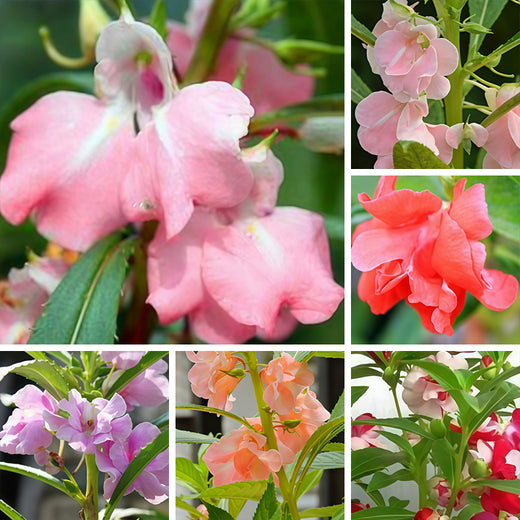 Impatiens Balsamina Seeds