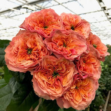 Orange Desert Rose Seeds