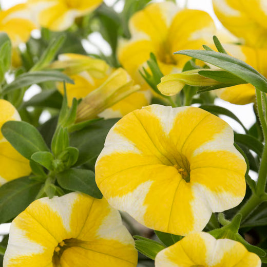 Petunia Seeds