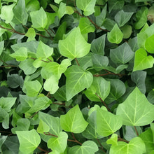 Ivy Seeds