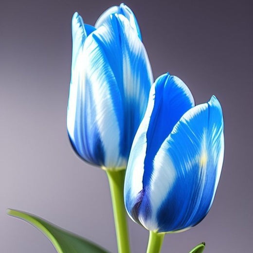 Blue Tulip Flower Seeds