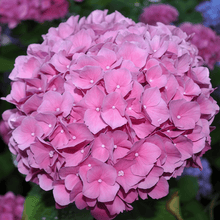 Hydrangea Flower Seeds