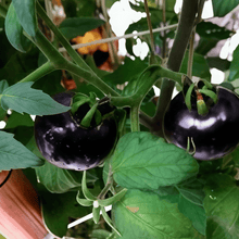 Black Tomato Seeds