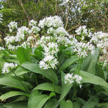 Ramsons Wild Garlic Seeds