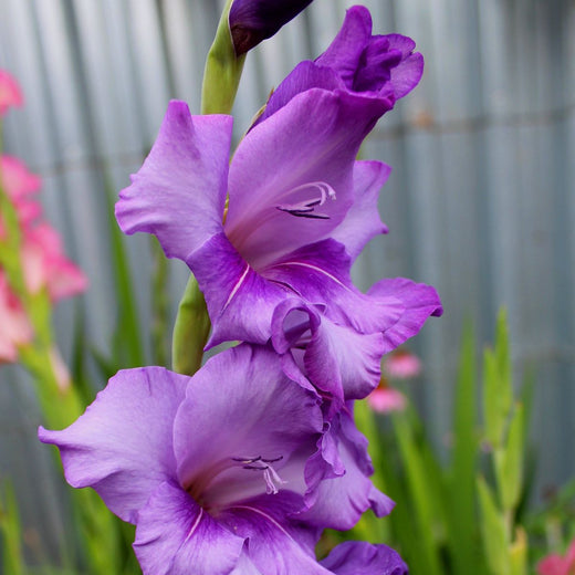 Gladiolus Seeds - Purple