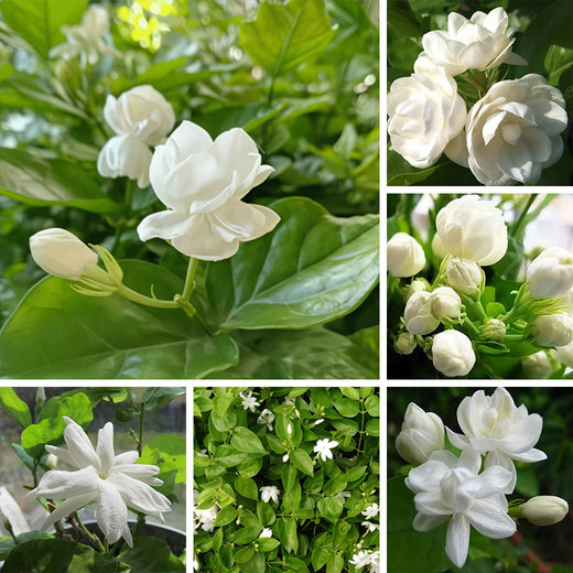 Jasmine Flower Seeds