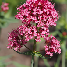 Cornflower Seeds - Pink
