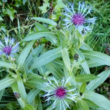 Cornflower Seeds