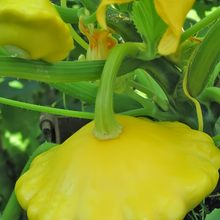 Champion Yellow Squash Seeds
